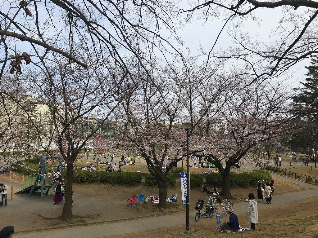 2020年3/22(日)美しが丘公園の桜の様子