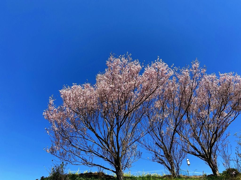 2020年3/24(火)たまプラーザの元石川町の花桃の丘の様子です。