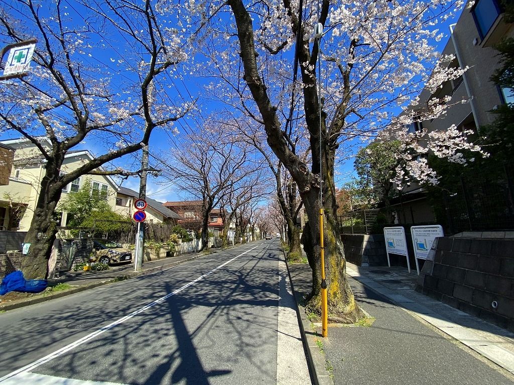 2020年3/24(火)あざみ野の桜通りの様子です。