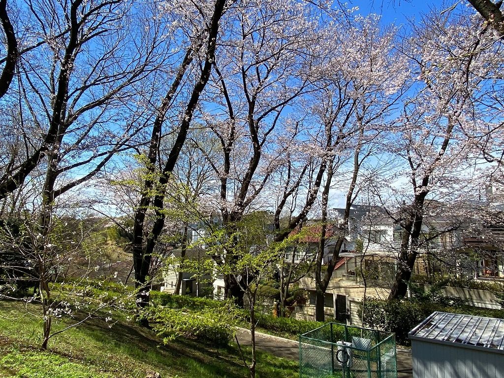 2020年3/24(火)たまプラーザの美しが丘第7公園の桜の様子です。