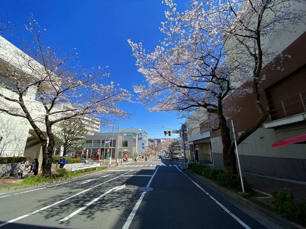2020年3/24(火)たまプラーザの駅前通りの桜の様子です。