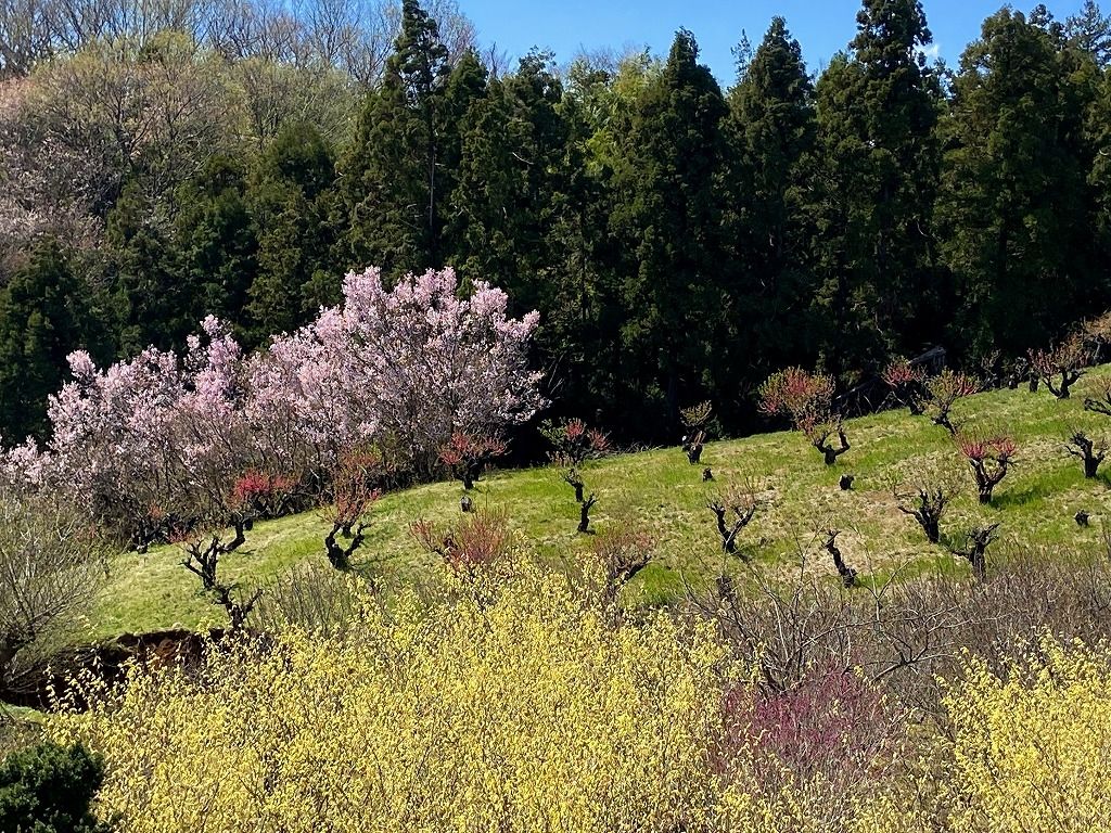 2020年3/24(火)たまプラーザの元石川町の花桃の丘の様子です。