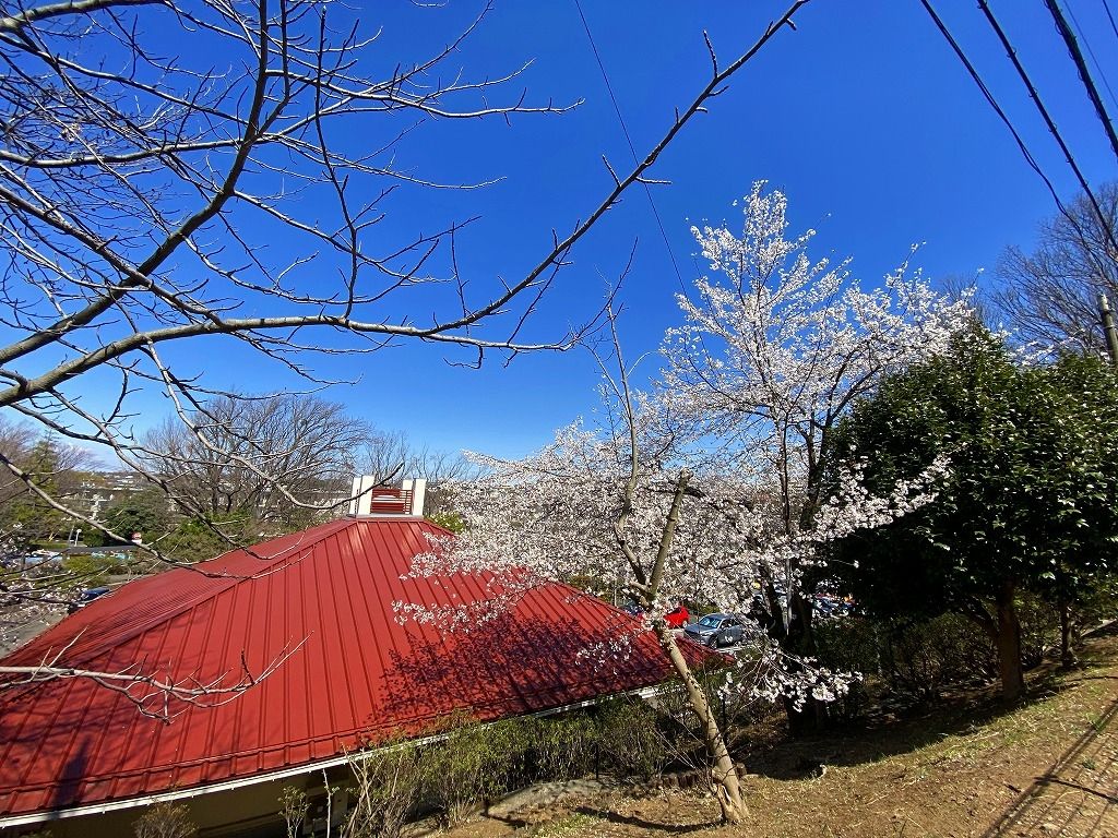 2020年3月24日(火)たまプラーザ団地の桜の様子