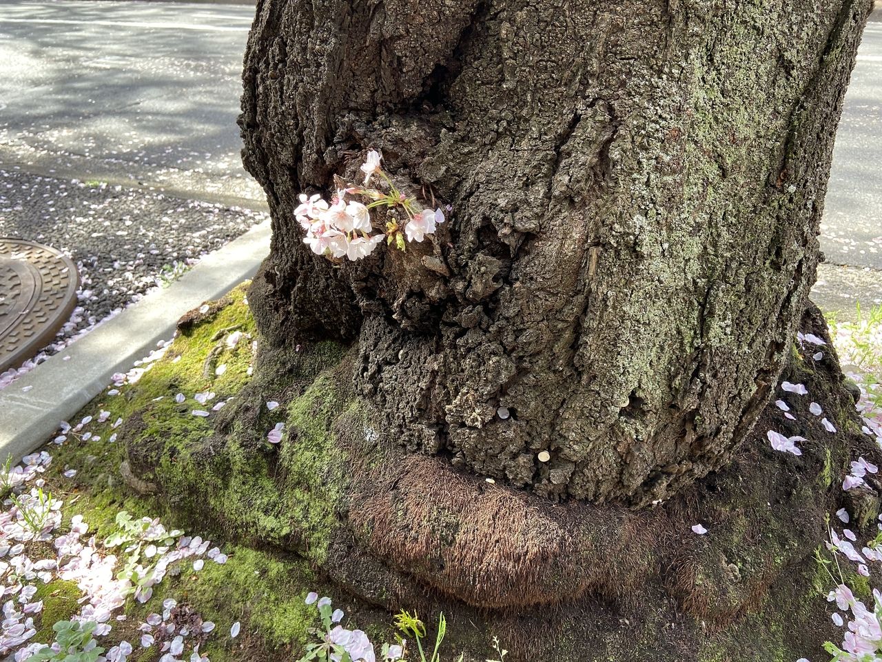 賃貸物件「パークテラスあざみ野」近くの「桜通り」の桜の様子。