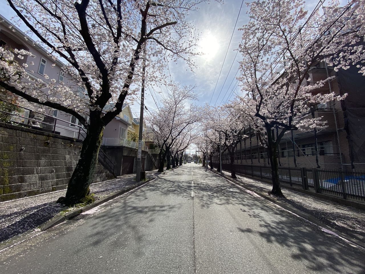 賃貸物件「パークテラスあざみ野」近くの「桜通り」の桜の様子。