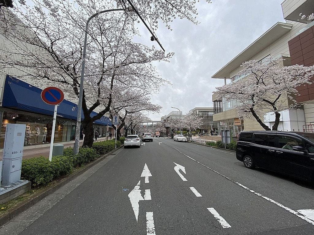 3月25日（木）のたまプラーザ駅周辺の桜の様子です。