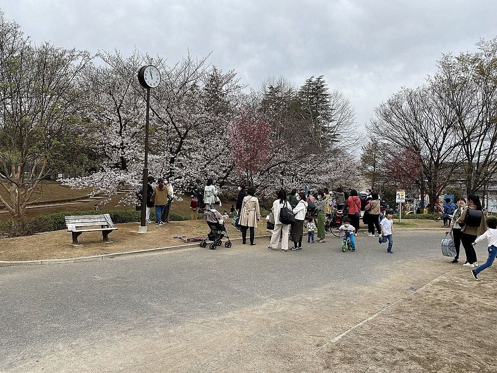 たまプラーザの美しが丘公園の2021年3月26日（金）の桜の様子です。