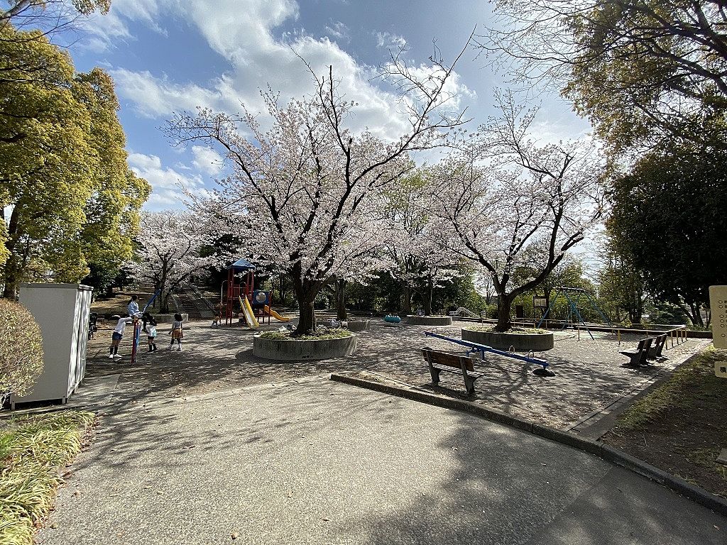 山内公園の桜