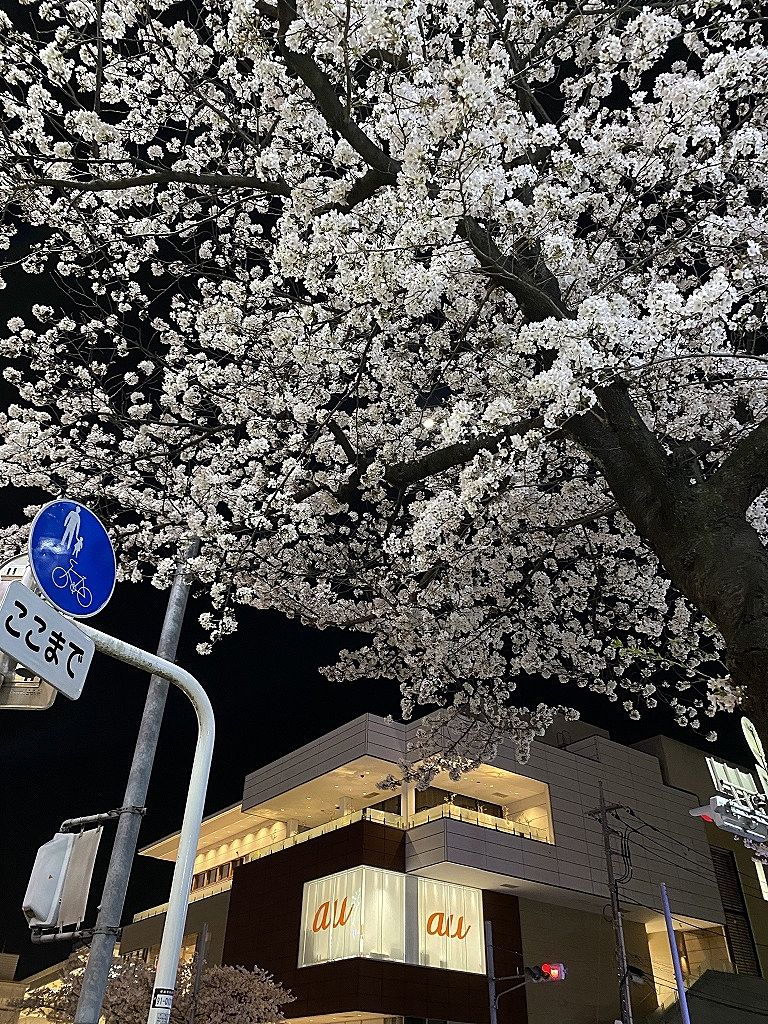 2021年3月26日（金）たまプラーザ駅前の夜の桜の様子です。