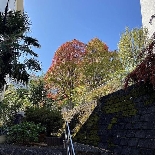身近な紅葉スポットのたまプラーザ団地
